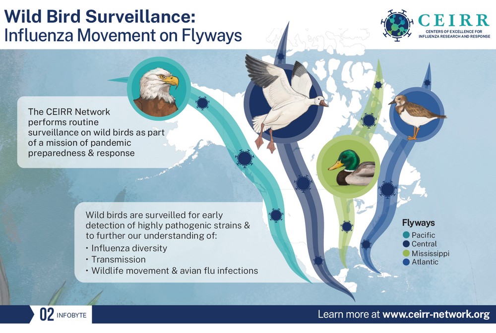 large_CEIRR_Avian_Infobyte_SM_